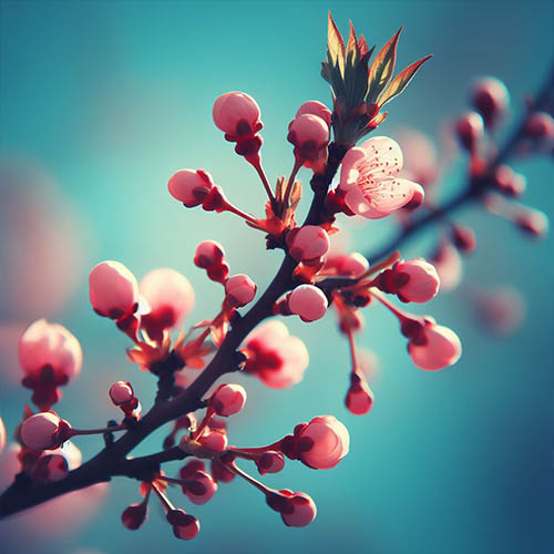 Gemmothérapie herboristerie Yerres